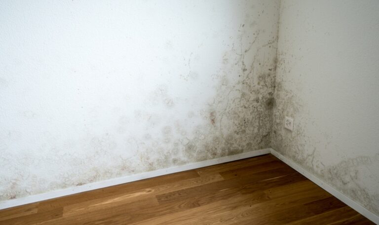 Schimmel in der Wohnung: Das kannst du dagegen tun