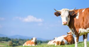 (FOTO: iStock/Uwe Moser)