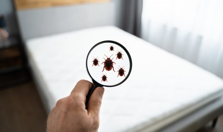 Olympische Spiele: Bettwanzen-Alarm in Hotelbetten