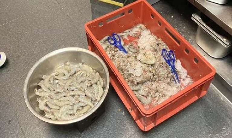 Ekel-Alarm: Restaurant wird sofort geschlossen (FOTOS)