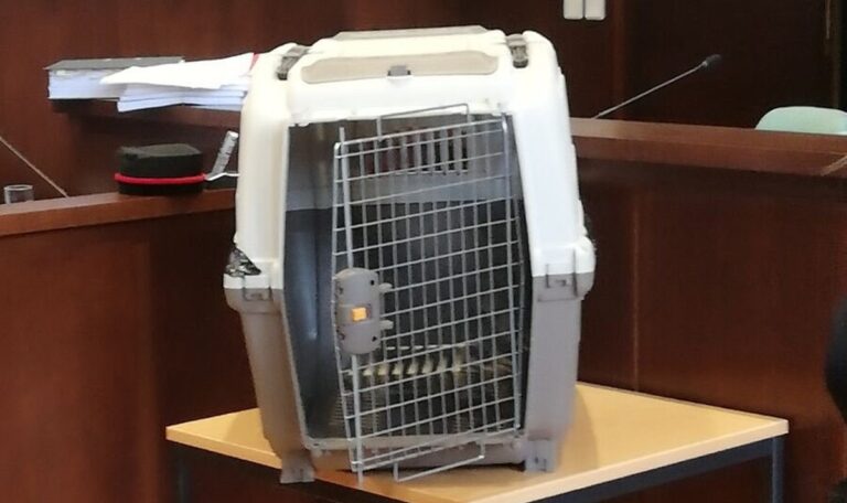 „Hundebox-Prozess“: Geschworene beraten über Urteile