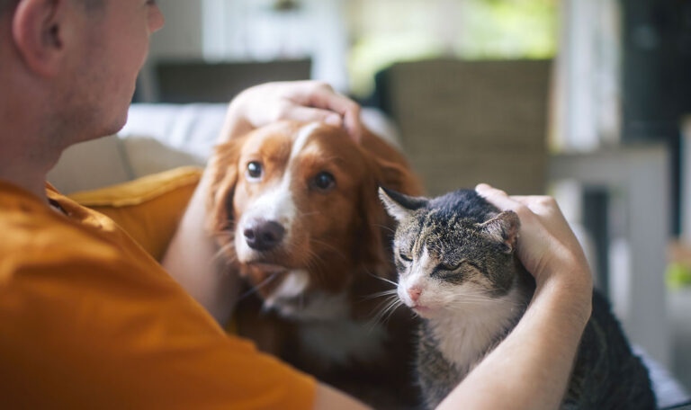 Hunde & Katzen aus dem Balkan nach Österreich: Das müsst ihr wissen!