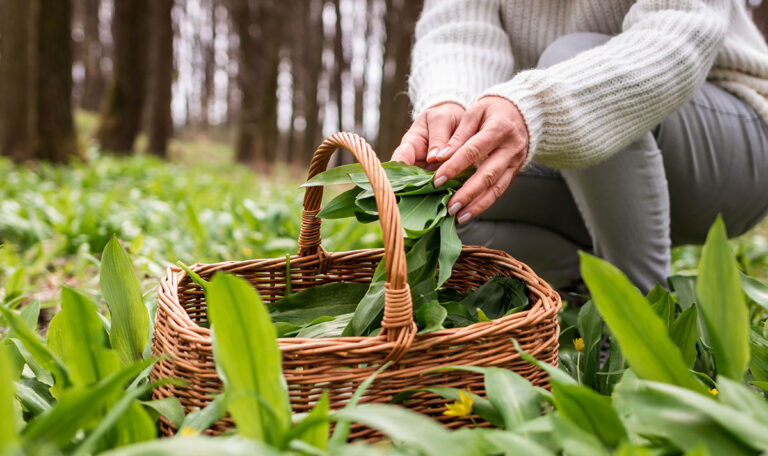 Wie ihr Bärlauch und seine giftigen Doppelgänger erkennt