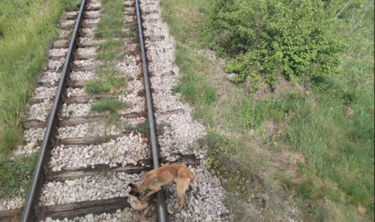 Lokführer wird zum Helden: Rettet gefesselten Hund!