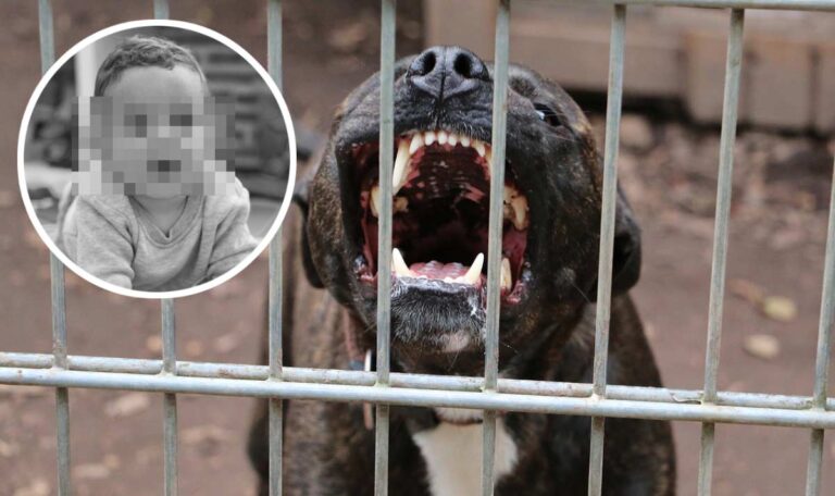 Horror auf Traumgrundstück: Pitbull zerfleischt Kleinkind in 30 Sekunden