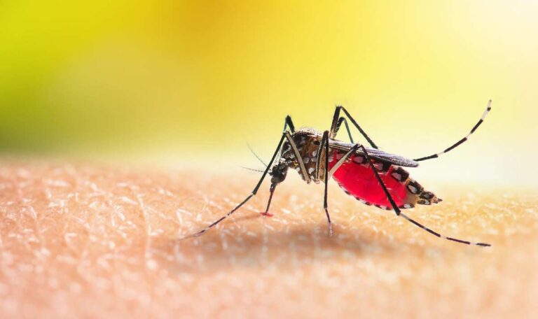 Nach 50 Jahren: Malaria-Mücke kehrt in unseren Breitengrad zurück