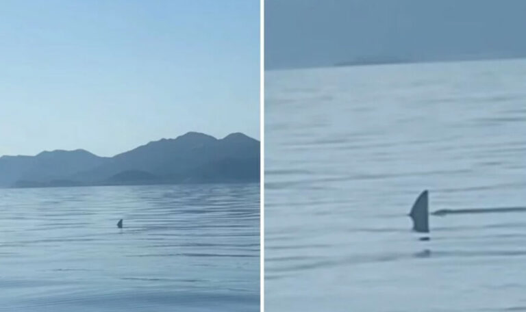 Kroatien: Riesige Haifischflosse im Meer gefilmt