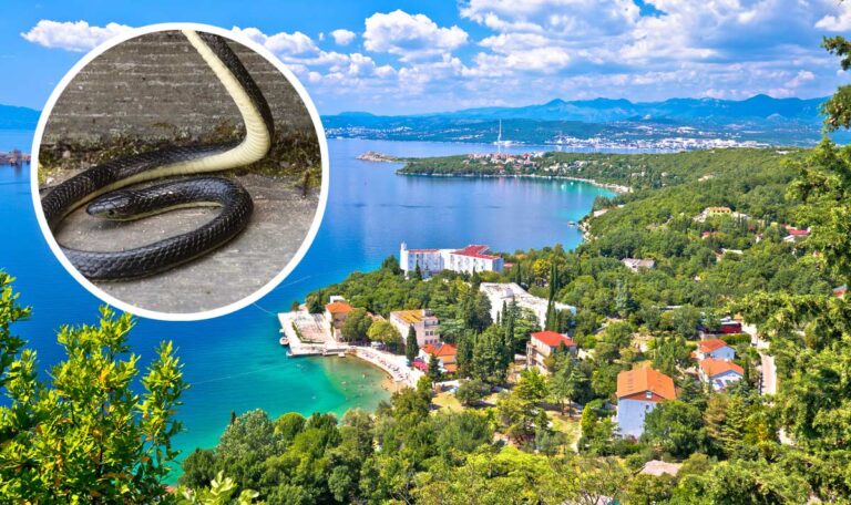 Sommerurlaub in Gefahr? Schlangeninvasion erschüttert Kroatien