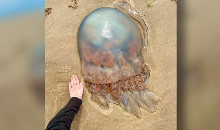 Touristen entdecken gigantische Qualle und Krabbe am Strand