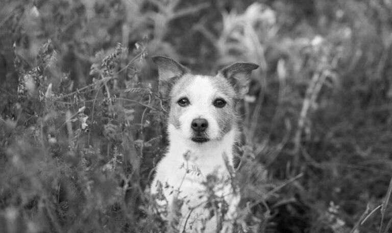 Achtung: Kontaktgift auf Wiesen verstreut- Sieben Hunde tot