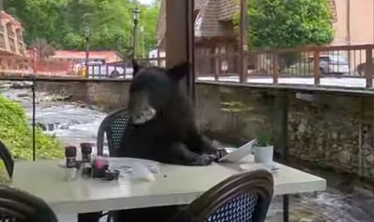 Ungewöhnlicher Gast: Bär nimmt Platz im Restaurant!