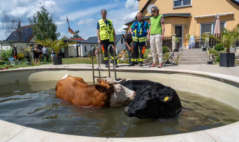 Feuerwehr beendet tierische Pool-Party (FOTOS+VIDEO)