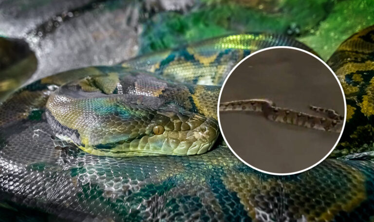 Schlangenalarm in Floridsdorf: Eine 2-Meter-Boa im Kleingartenverein entdeckt (VIDEO)