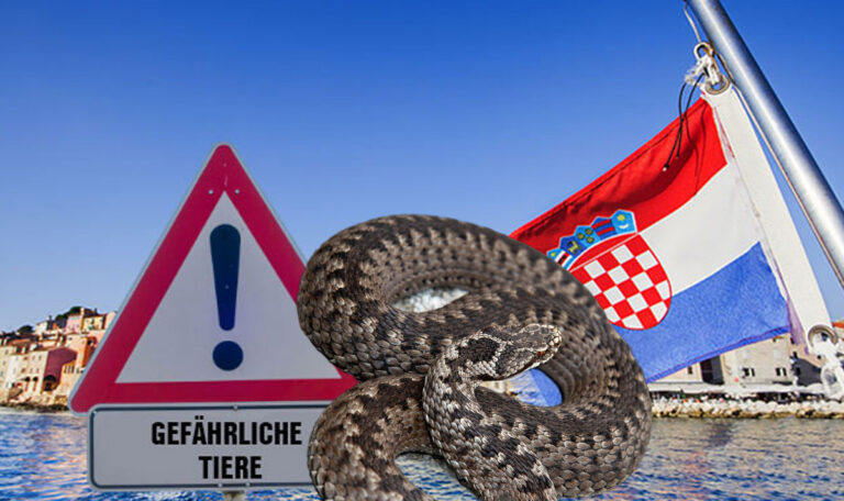 Lebensgefahr in Kroatien: Auf diese Tiere solltet ihr achten