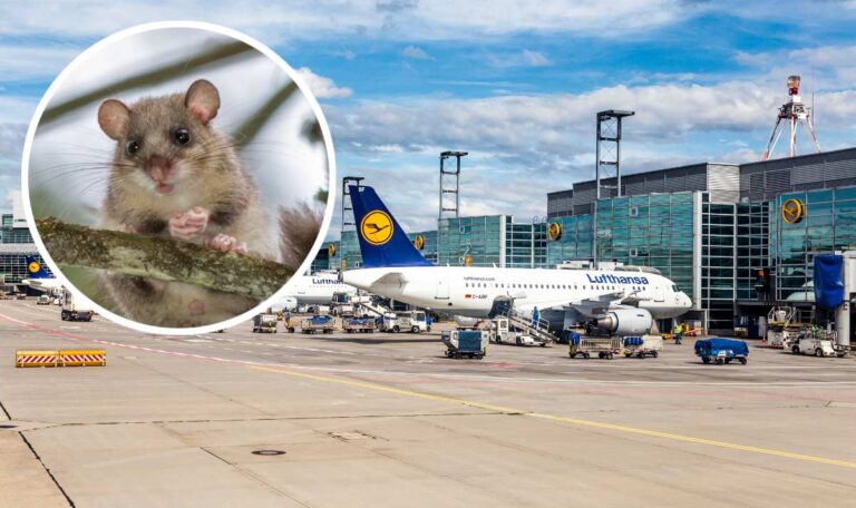 Stromausfall: Siebenschläfer legt kompletten Flughafen lahm