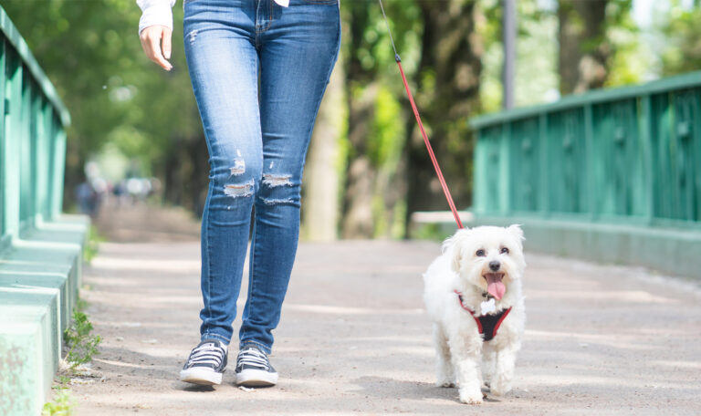 Nur bis Oktober: DAS bekommen Hundebesitzer jetzt gratis