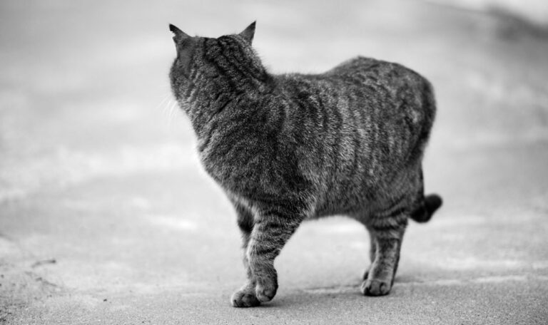 Live auf Social Media: Frau tötet Katze und isst sie auf