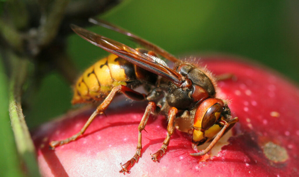 Hornet feeding an apple in a garden in Austria,Europe