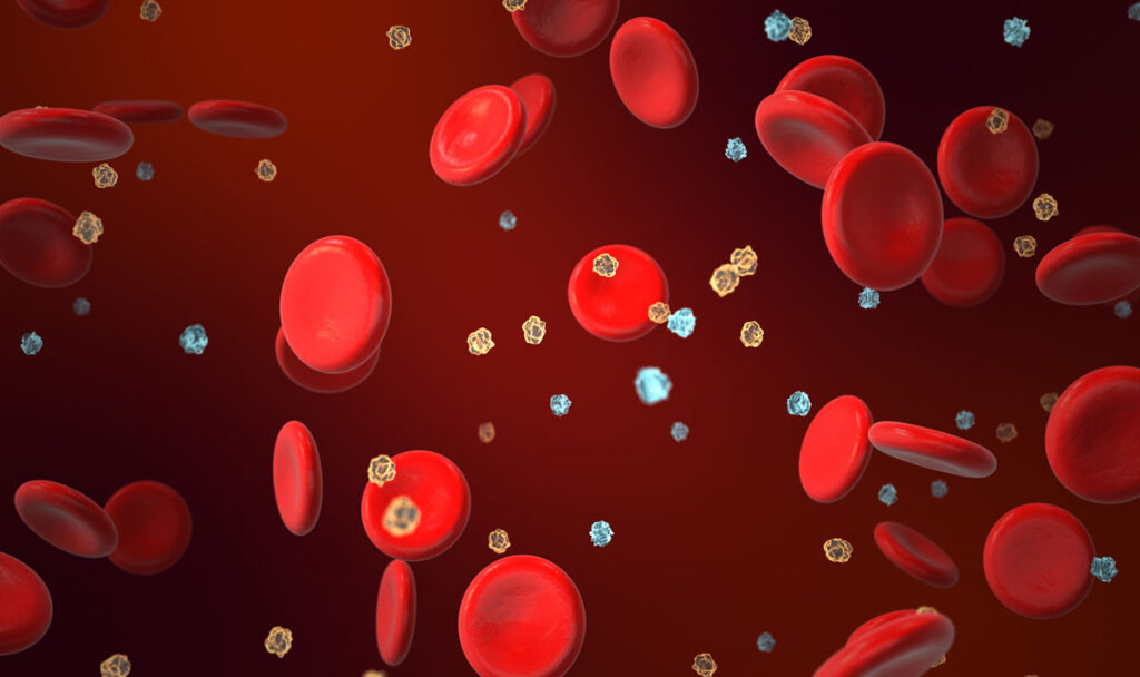 Glucose and insulin are two critical molecules in the bloodstream, each playing a distinct role in regulating blood sugar levels. The interaction between glucose and insulin is crucial for maintaining blood sugar homeostasis. When glucose levels rise, the pancreas releases insulin to help cells absorb and use glucose for energy, preventing blood sugar from becoming too high. When glucose levels fall, the pancreas reduces insulin production, allowing the liver to release stored glucose into the bloodstream.