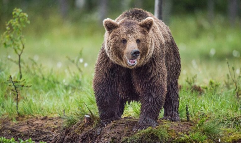 Schock in Kroatien: Bär attackiert Mann beim Spaziergang