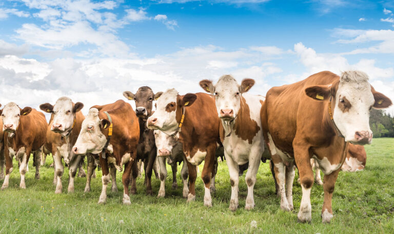 Alarm in Österreich: Tödliche Tierkrankheit aufgetaucht!