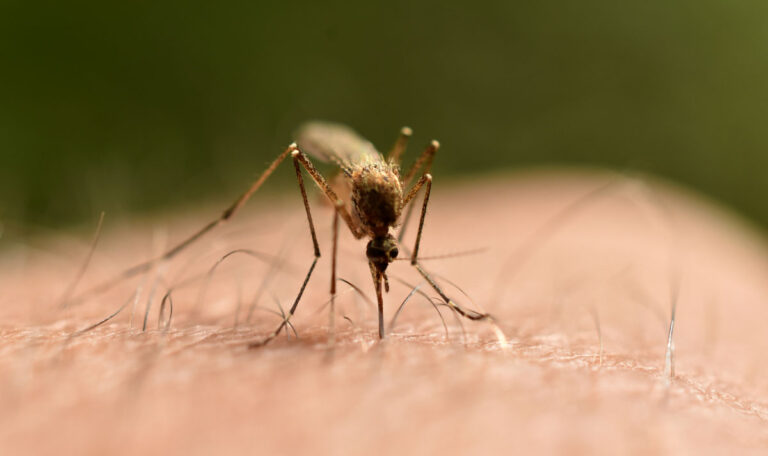 Alarmierend: West-Nil-Virus erstmals in Österreich
