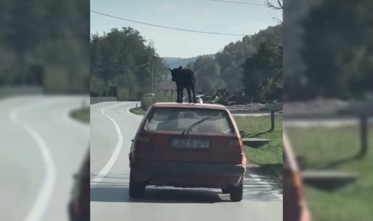 Hundeabenteuer mal anders: Vierbeiner fährt auf dem Autodach mit