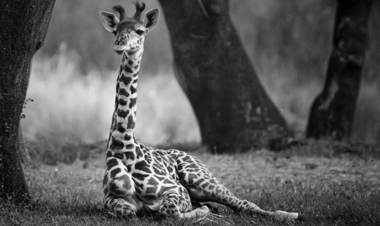 Giraffen-Baby in Tiergarten Schönbrunn verstorben
