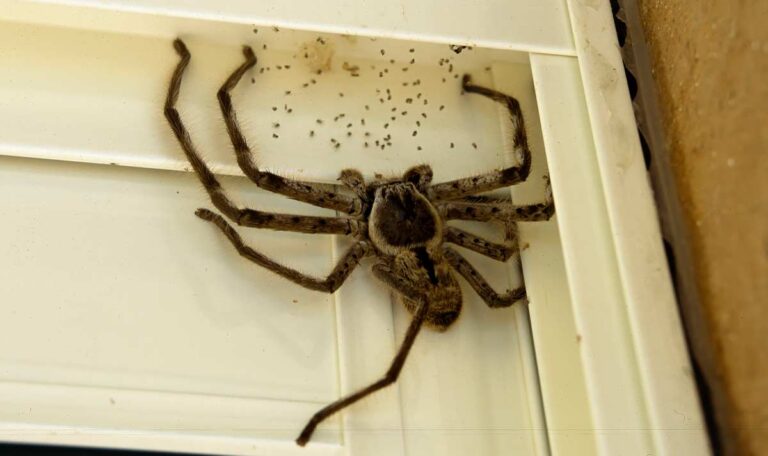 Nosferatu-Spinne breitet sich wegen milder Temperaturen in Wien aus