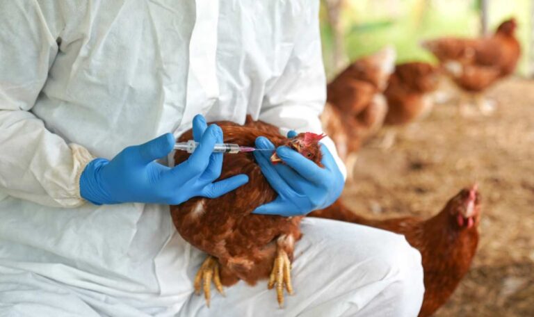 Ab heute gilt Österreich als Risikogebiet für die Vogelgrippe!