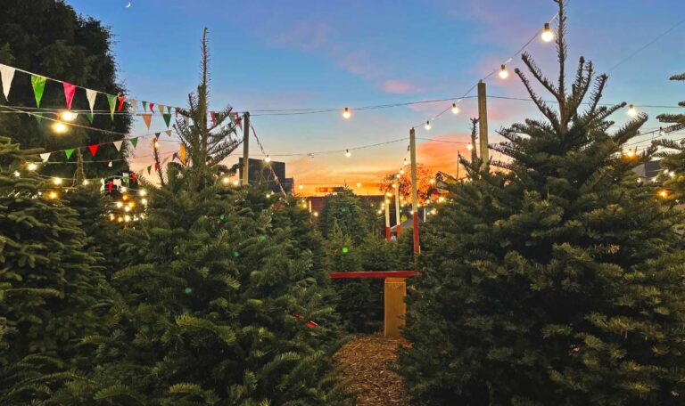 Weihnachtszeit: So viel müsst Ihr heuer für einen Christbaum zahlen!