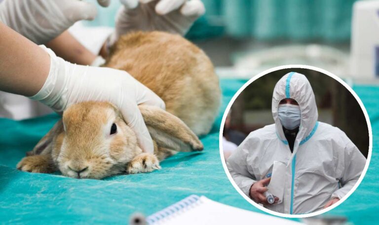 Hasenpest auf Kärntner Bauernhof: Infektionsgefahr für Menschen