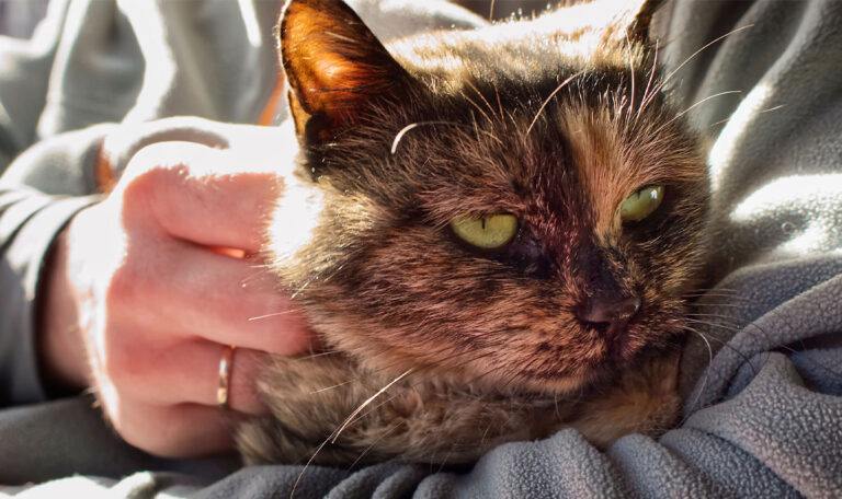 Ex-Partner misshandelt Katze aus Wut!