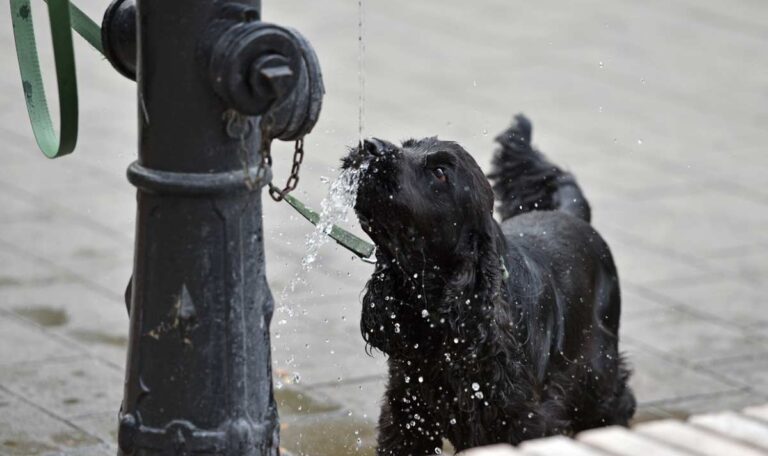 Wiener Grundwasser wird immer wärmer: Wasserqualität sinkt