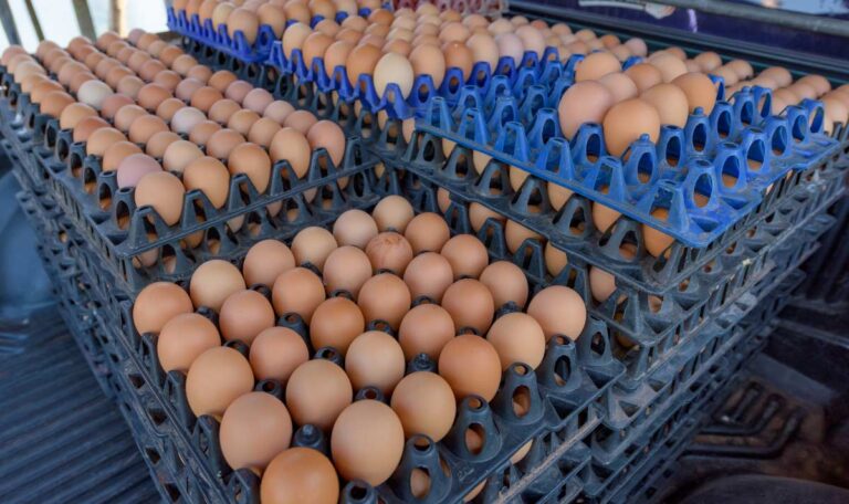 Vogelgrippe treibt Eierpreise in die Höhe: 100.000 Eier gestohlen