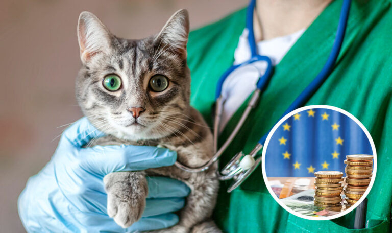 Neue EU-Pläne: Chip-Pflicht für Katzen