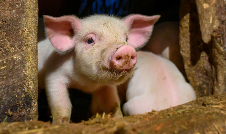 Schock-Ausstellung: Künstler will Ferkel verhungern lassen