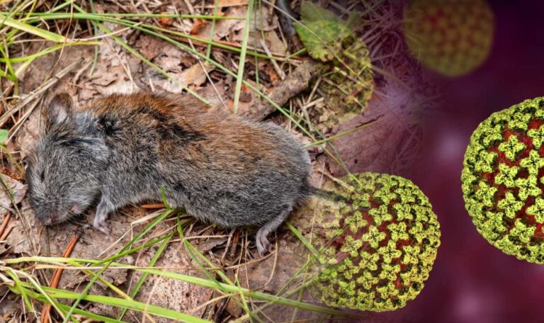 Hantavirus breitet sich in Österreich aus: Was du jetzt wissen musst!