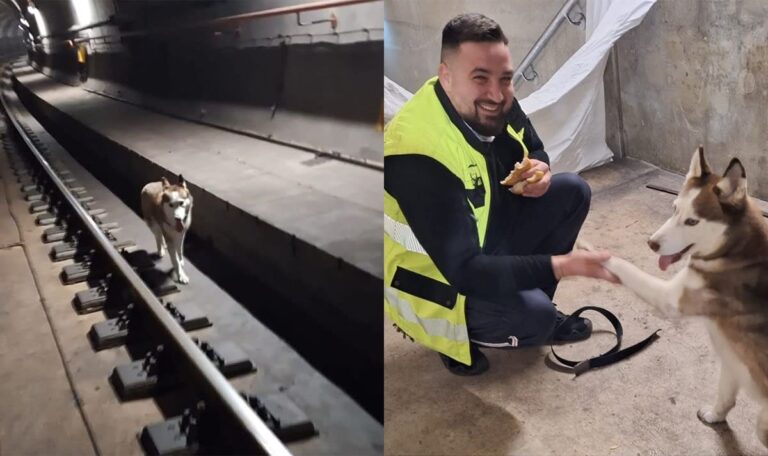 Wurstsemmel-Einsatz: Husky-Rettung im U-Bahn-Tunnel (VIDEO)