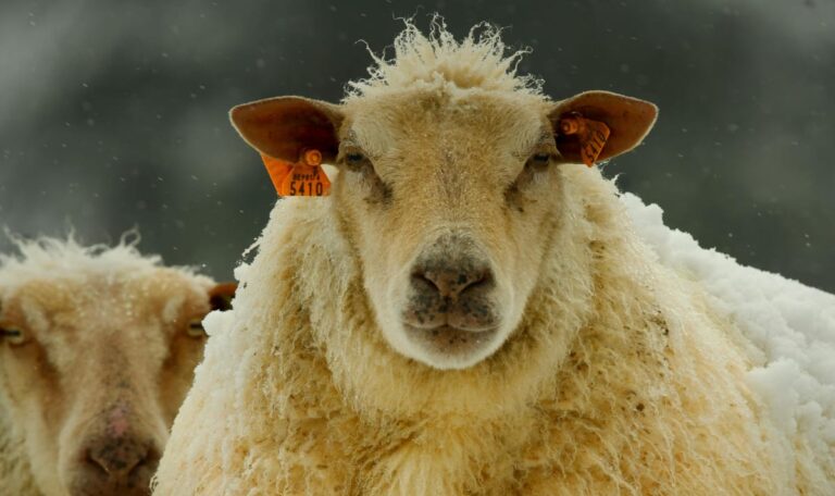 Schock in Österreich: Tödliche Tierseuche eingeschleppt!