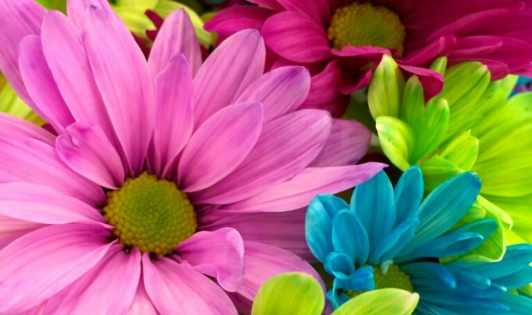 Frauentag-Symbolik: Was Blumen wirklich sagen