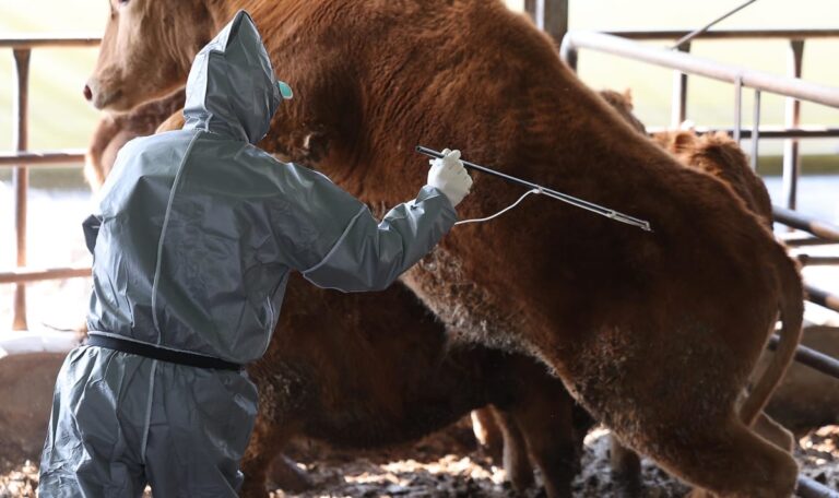 Tierseuchen-Alarm: Grenzregionen weiter ohne MKS-Ausbruch