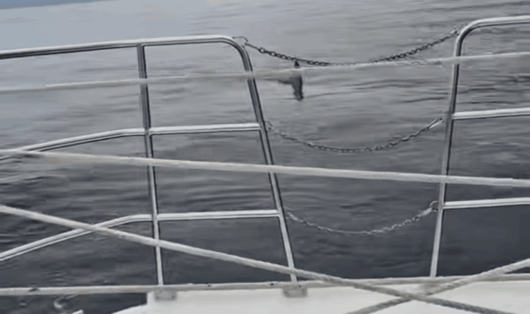 Hai-Alarm löst Panik vor kroatischer Küste aus! (VIDEO)