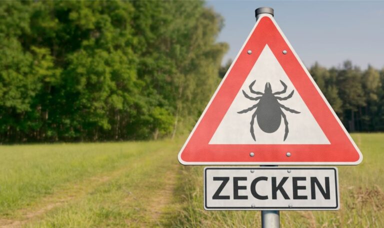 Riesenzecke aus Asien auf dem Vormarsch: „Vermehren sich ganzjährig“