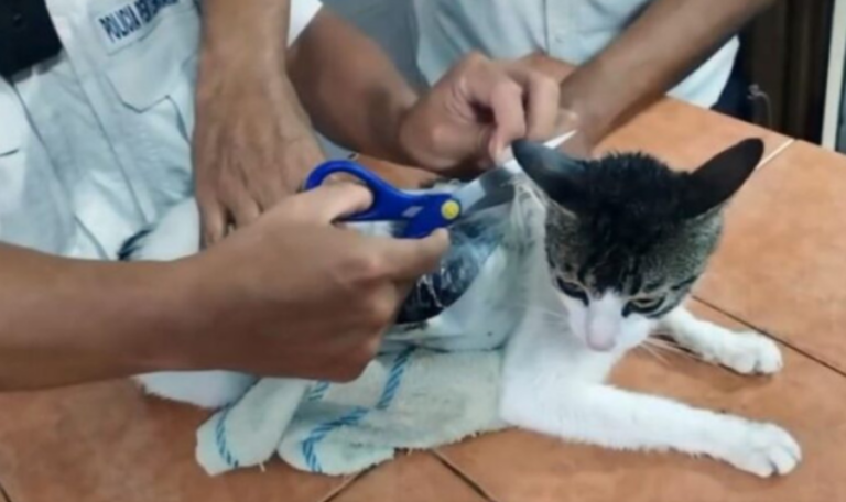 Flauschiger Drogenkurier: Katze schmuggelt Marihuana ins Gefängnis (VIDEO)