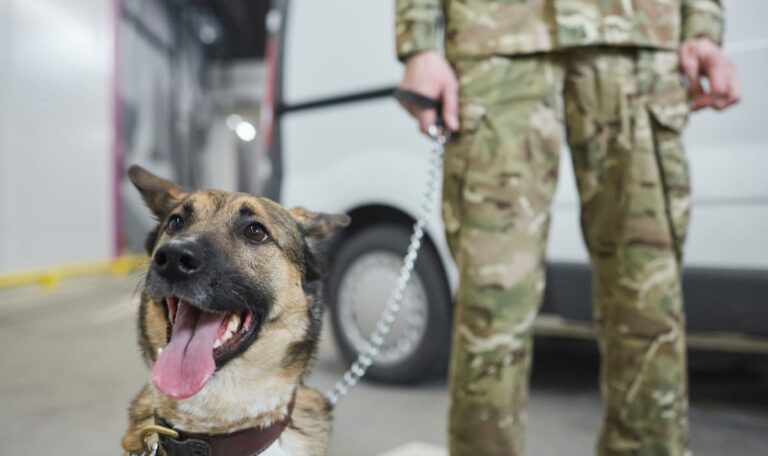 Serbische Armee verkauft ausgediente Militärhunde für 4 Euro!