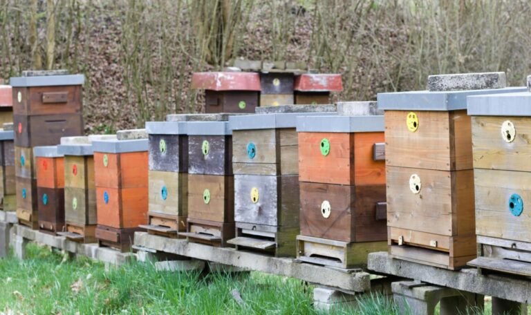 Gepanschter Honig: Österreich kämpft mit DNA-Analyse gegen Fälscher