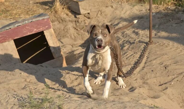 Wien-Liesing: Drei Personen von Pitbull attackiert