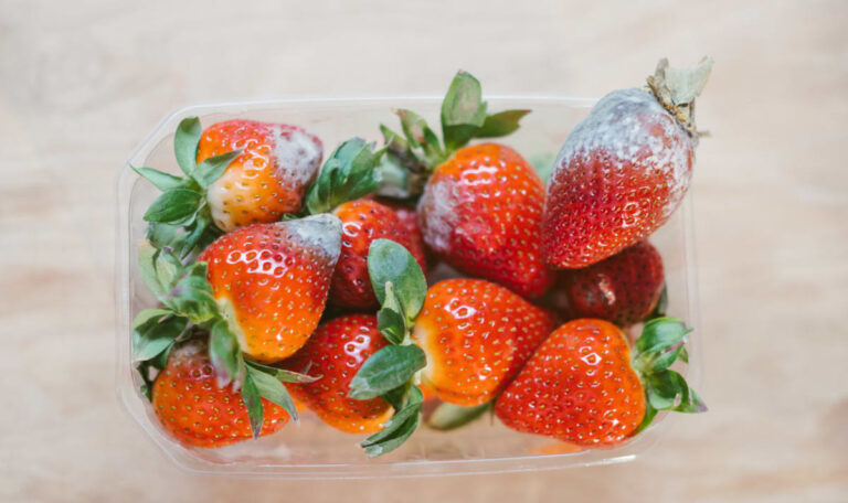 So schimmeln deine Erdbeeren nicht mehr!