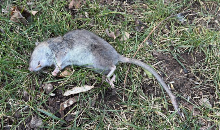 Ratten-Invasion im Problembezirk: Bekämpfung kaum möglich